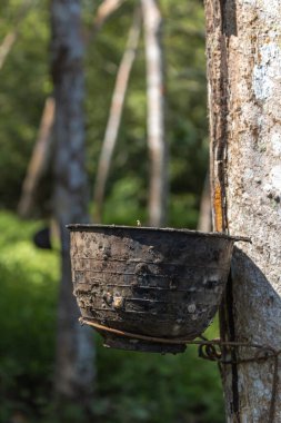 Plantasyon latrx lastik veya para kauçuk ağacı veya ağaç kauçuğu Güney Tayland