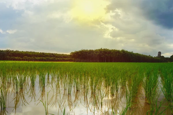 Зелене рисове поле з небом і хмарою на сході сонця — стокове фото