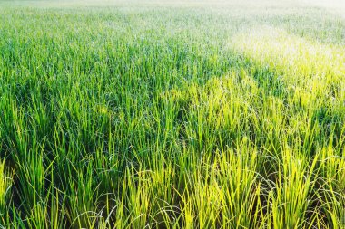 Desen yeşil pirinç