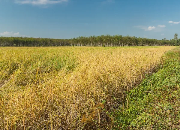 Yellow rice field — Stock Photo, Image