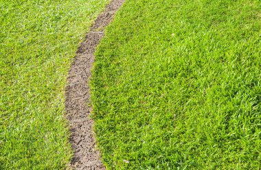 kalıp yeşil çimen