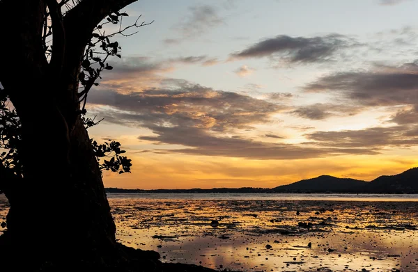 Silhouette of big tree and color of the sunset — Stock Photo, Image