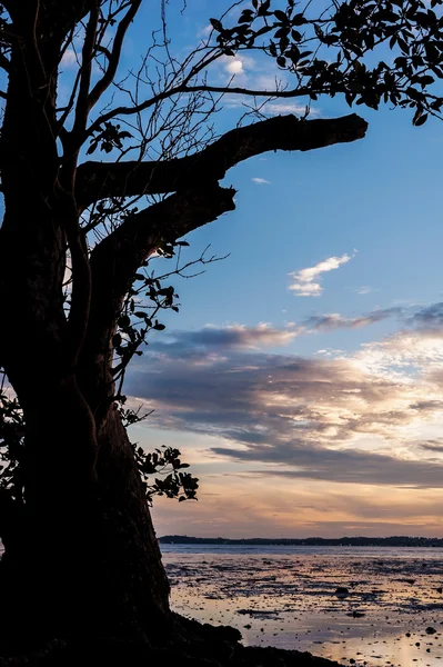 Silhouette of big tree and color of the sunset — Stock Photo, Image