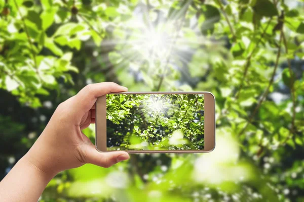 Hoja verde con luz solar en smartphone sobre fondo borroso — Foto de Stock