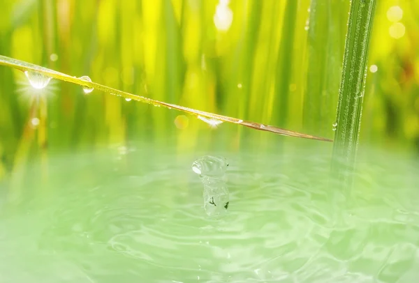 Bolha abstrata na grama verde — Fotografia de Stock