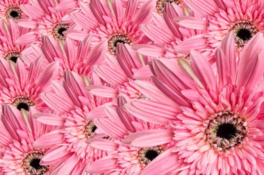 Gerbera daisy güzel pembe çiçek