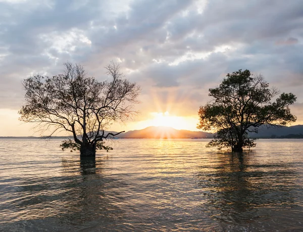 Twin tree in the sea with color of the sunset — Stock Photo, Image