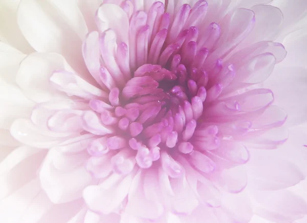 Gerbera daisy purple and sweet color — Stock Photo, Image