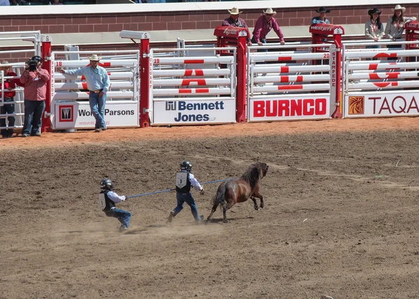 Two kids catching a pony at calgary stampede — Stock Photo, Image