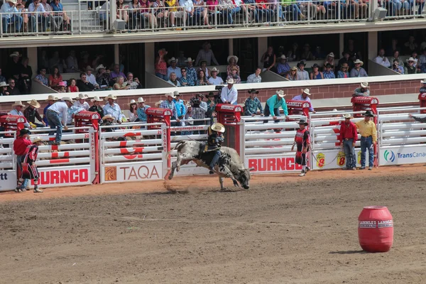 Bullriding calagary izdiham, siyah ve beyaz bir boğa üzerinde
