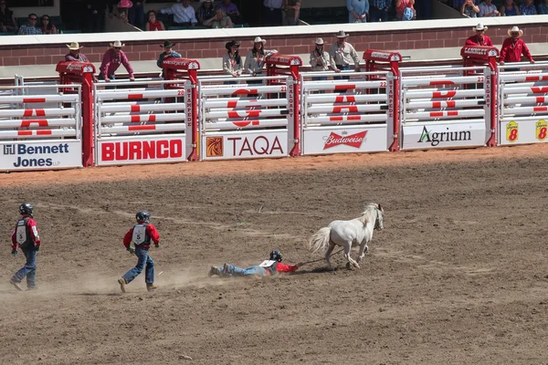 Dzieci łapanie kucyka w calgary stampede — Zdjęcie stockowe