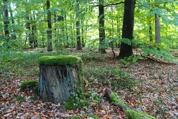 Toco de árvore com musgo na floresta — Fotografia de Stock