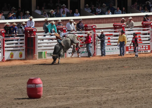 Bullriding on a grey bull at calagary stampede — Stock Photo, Image