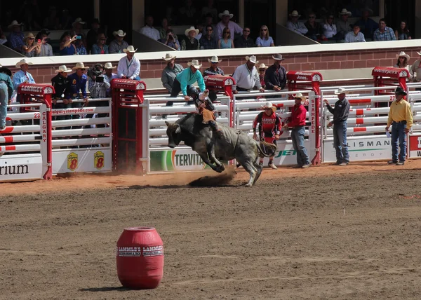 Bullriding on a grey bucking bull at calagary stampede — Stock Photo, Image