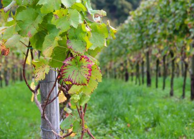 asma, kırmızı ve yeşil yaprak