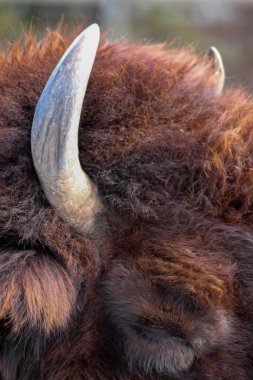 closeup gözleri kahverengi bizon başının üst kapalı
