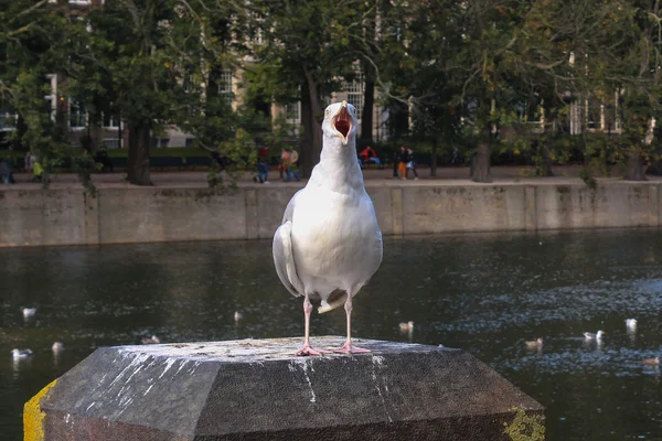 Mewa z usta otwarte — Zdjęcie stockowe