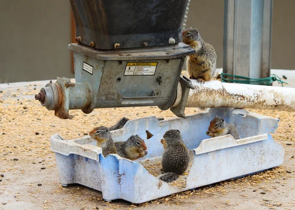 tahıl depolama vasıl yeme gophers