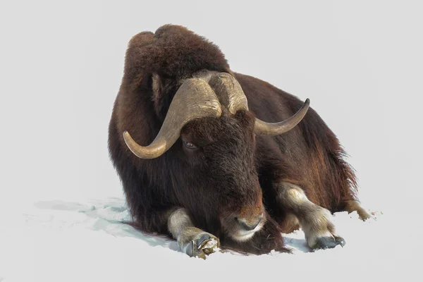 Karda yalan muskox