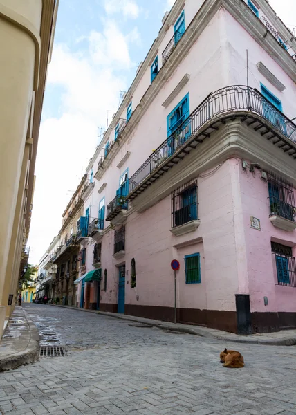 Pembe bir binanın önünde Havana, boş bir sokakta uyuyan köpeği
