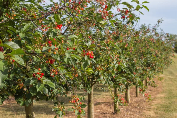 orchard of red and yellow of cherry trees