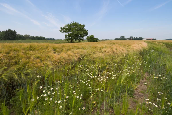 grain field with chamomile flowers and blue sky