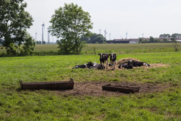 young cows on a field with windmills in the background
