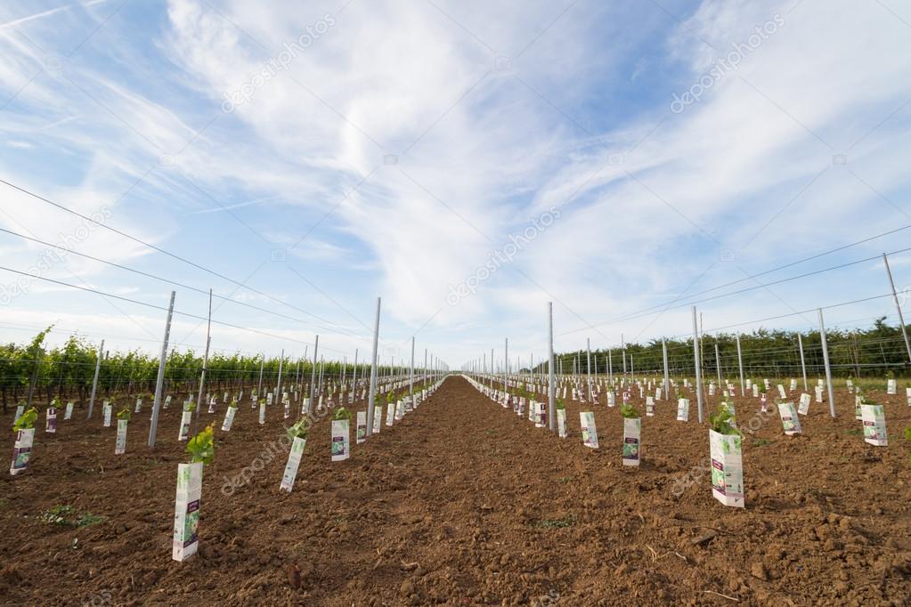 field of new, young vine plants