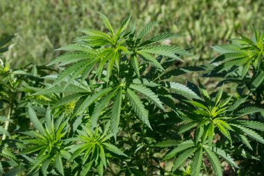 Young leaf of marijuana plant