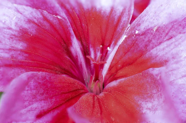 Macro Photo French Geranium Flower Pelargonium — Stock Photo, Image