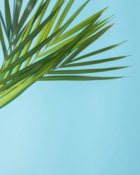 Bottom side copy space. Green palm tree leaves on branches on light sky  blue background. Flat lay minimal nature summer concept.