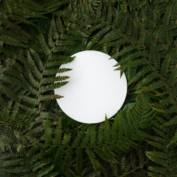 创意自然布局由新鲜的花卉蕨类制成 具有圆形复制空间的极小夏季概念 — 图库照片