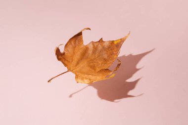 Brown autumn leaf with powder pink background and sun shadow. Minimal flying or levitate creative concept.