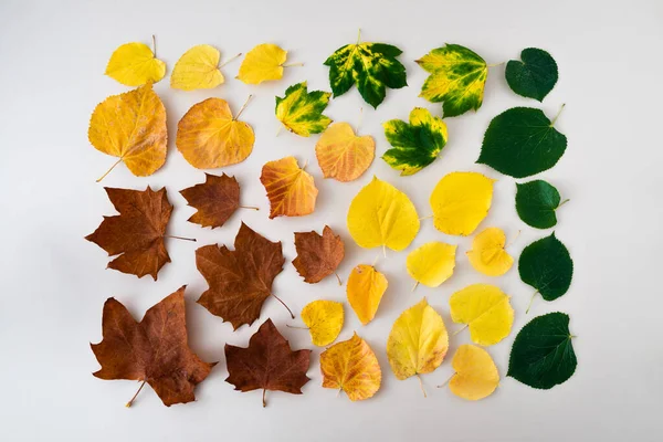 Kreative Natürliche Gestaltung Aus Herbstlicher Flora Sauber Organisiert Buntes Kompositoion — Stockfoto