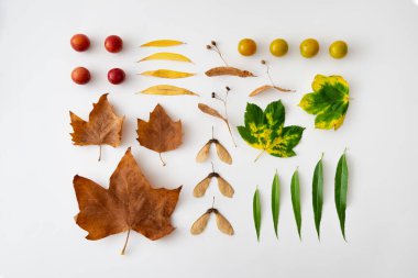 Sonbahar kompozisyonu. Farklı yapraklardan, meyvelerden ve dallardan oluşmuş düzenli bir desen. Üst manzara, kare. Minimum düzlük.