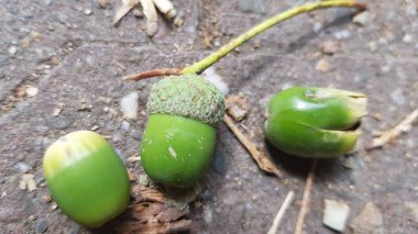Üç meşe palamudu yerde yatıyor.