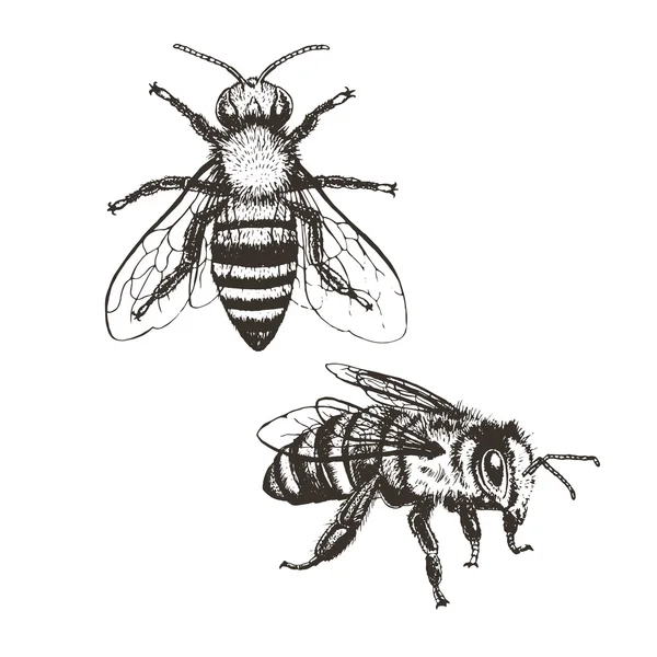 Abeja vintage vector conjunto — Archivo Imágenes Vectoriales