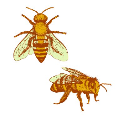 Arı vintage vektör set