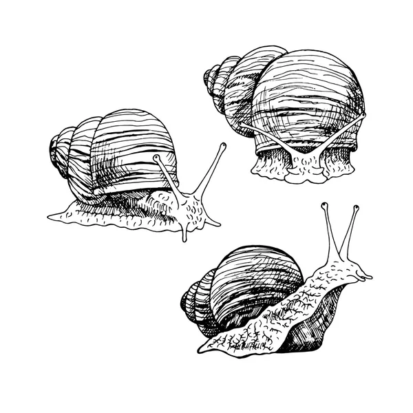 Set di lumache disegnate a mano — Vettoriale Stock