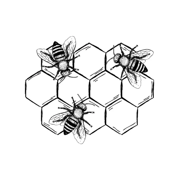 Бджола вінтажний векторний набір — стоковий вектор
