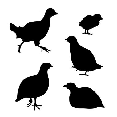 Partridge set vector clipart