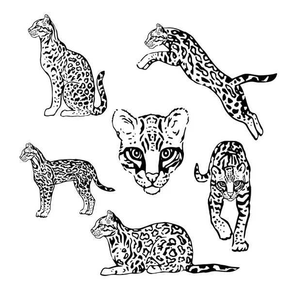 Grafik ocelot kümesi