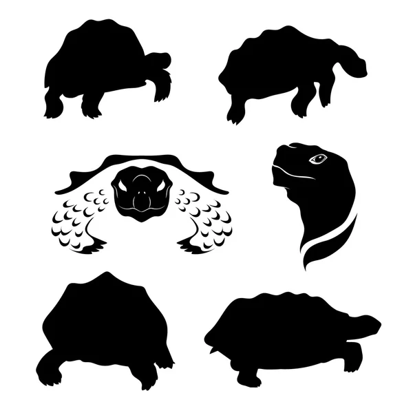 Sköldpaddan som vektor — Stock vektor