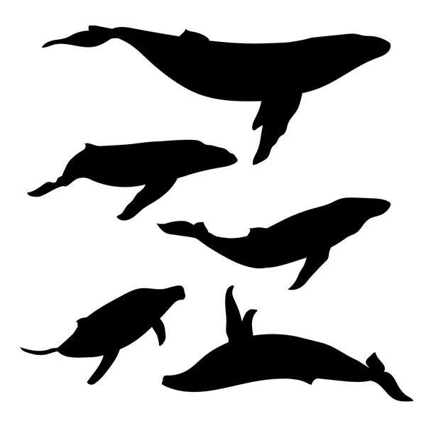 Whale set vector — Stock Vector