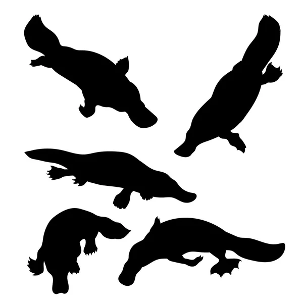 Platypus set vector — Stock Vector