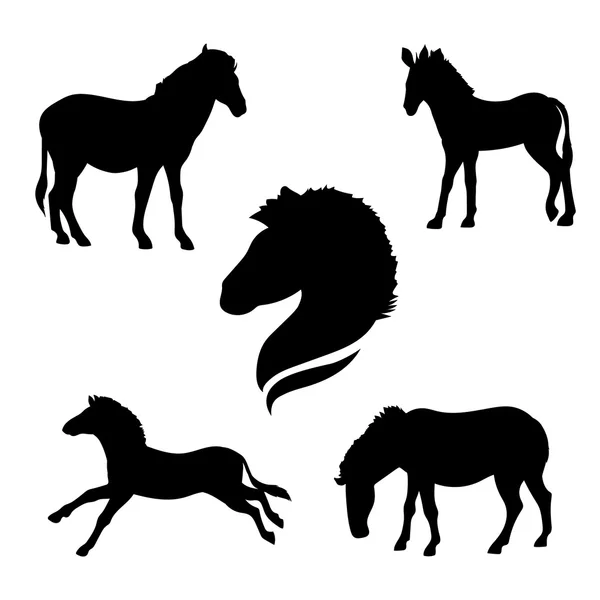 Zebra set vector — Stock Vector