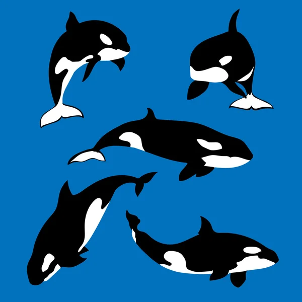 Killer whale set vector — Stock Vector