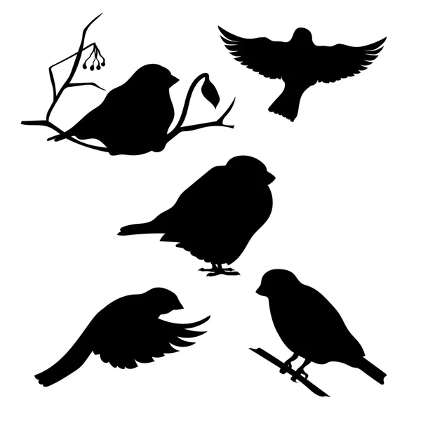 Bullfinch set vector — Stock Vector