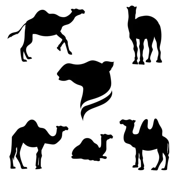 Camel set vector — Stock Vector