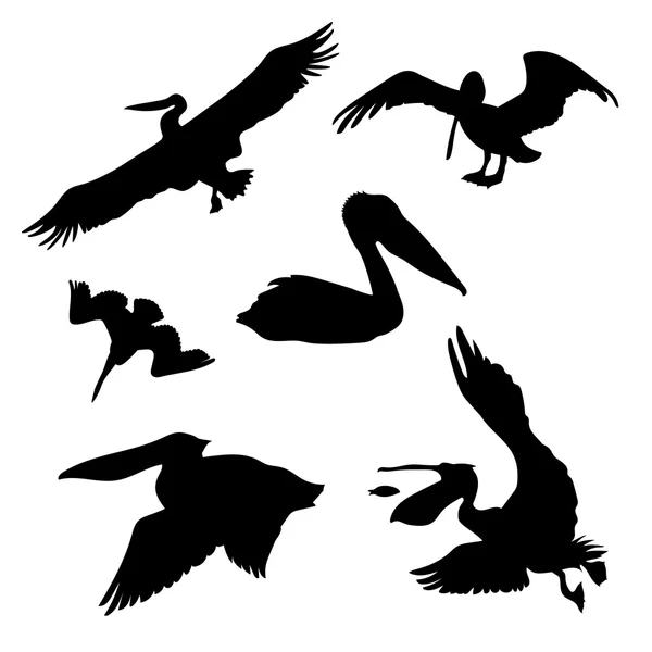 Conjunto vetorial pelicano —  Vetores de Stock